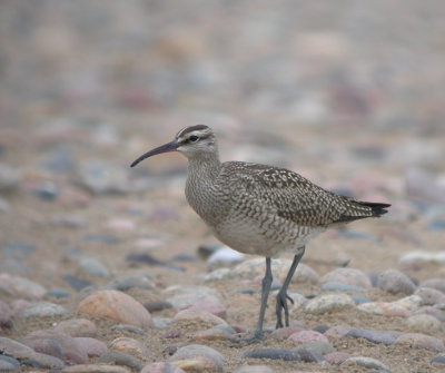 Whimbrel