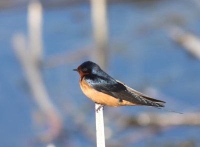 Barn Swallow 3