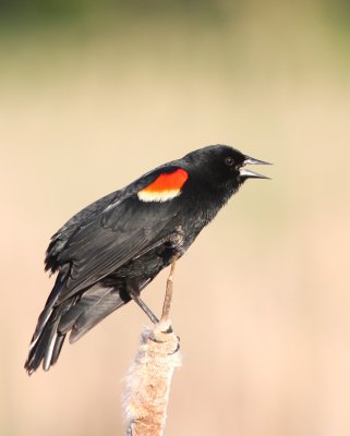 Red-winged Blackbird 2