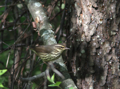 Northern Waterthrush