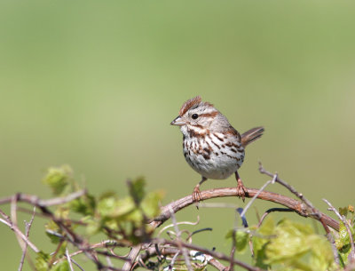 Song Sparrow