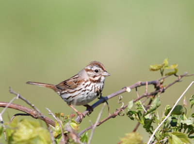 Song Sparrow 2