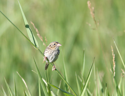 Henslow's Sparrow 2