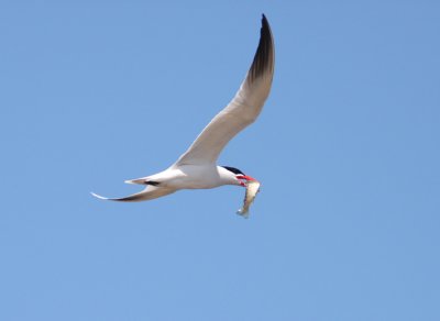 Caspian Tern 8