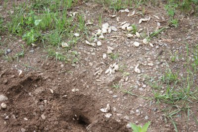 Turtle nest dug up by badger