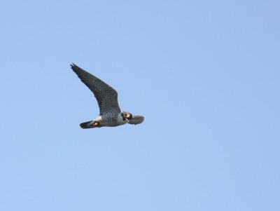 Peregrine Falcon