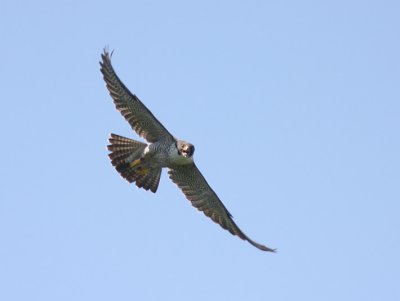 Peregrine Falcon 4