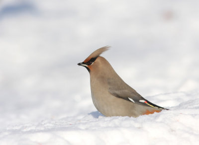 Bohemian Waxwing 6