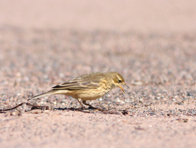 American Pipit 4