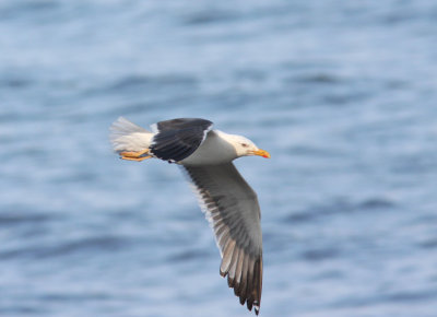 Lesser Black-backed Gull