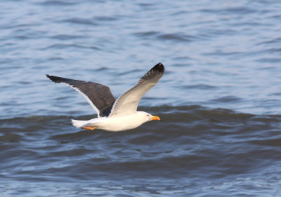 Lesser Black-backed Gull 2