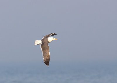 Lesser Black-backed Gull 3