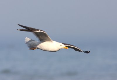 Lesser Black-backed Gull 4