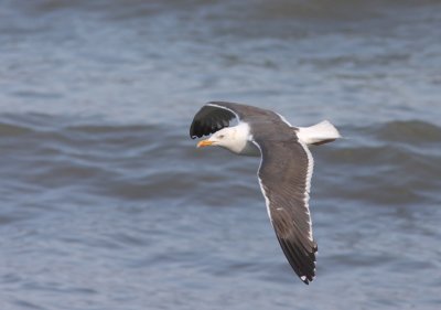 Lesser Black-backed Gull 5