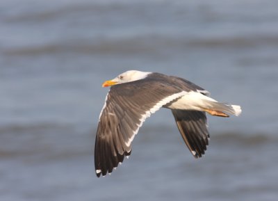Lesser Black-backed Gull 6