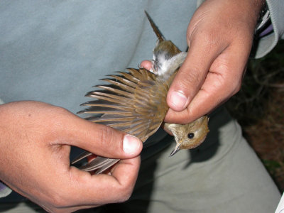 Russet Nightingale-Thrush