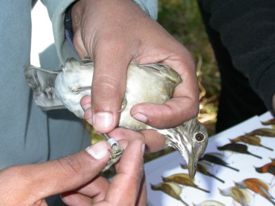 White-throated Thrush