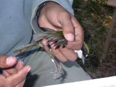 Green-striped Brushfinch