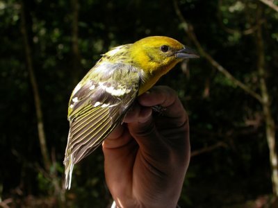 Flame-colored Tanager