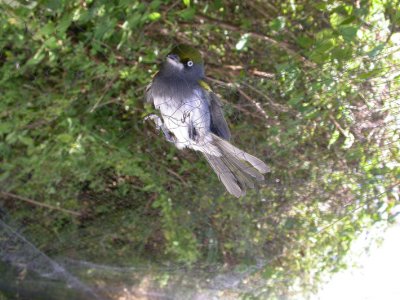 Slaty Vireo