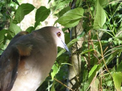 White-tipped Dove