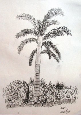 Palm Tree, Kerry, age:9.5