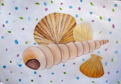 shells, Cindy, age:8.5