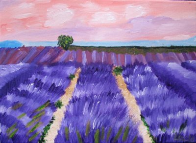 Lavender field, Lucy, age:7.5