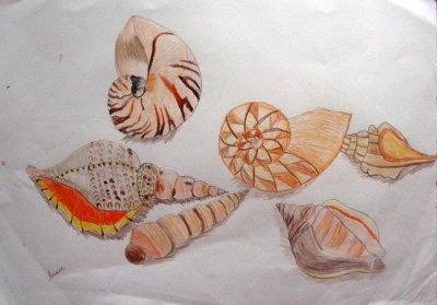 shells, Annie Leung, age:6.5