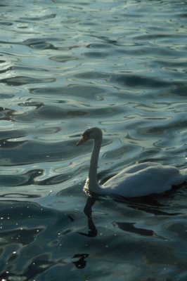 01 - 36 020702 Swan on Lake Geneva