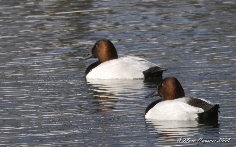 Canvasback2.jpg