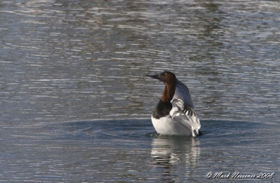 waterfowl