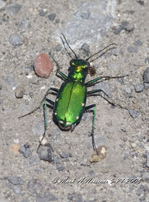 Six Spotted Green Tiger Beetle.jpg