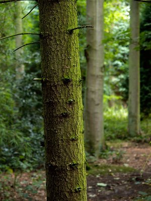 Harcourt Arboretum