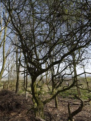 Wittenham Clumps