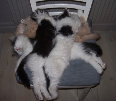 kattungarna 11-12v 087.jpg