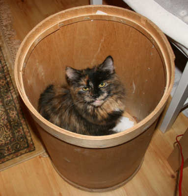 Issi in the waste paper basket