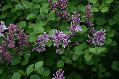 as IMG_4852.jpg