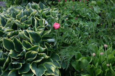 as IMG_4853.jpg