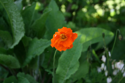 as IMG_4859.jpg