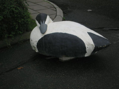 roadblock in the shape of eiders