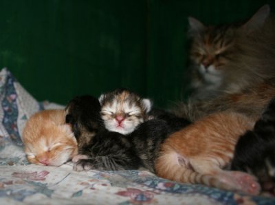 Oksana - the little tortie girl