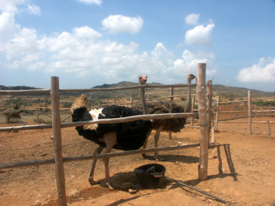 Our visit to the ostrich farm 14.10.2003