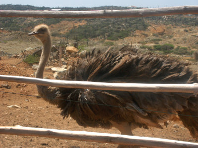 Our visit to the ostrich farm 14.10.2003