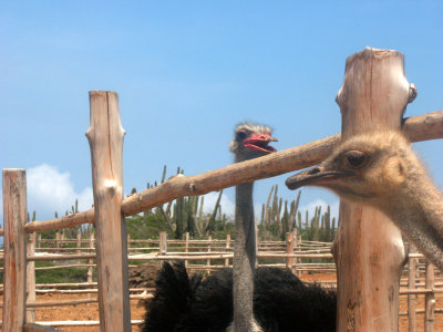 Our visit to the ostrich farm 14.10.2003