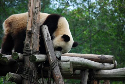 Panda from the Panda breeding centre in Chengdu China