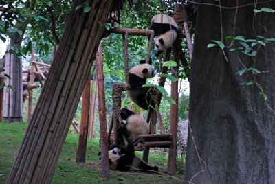 Pandas frolicking