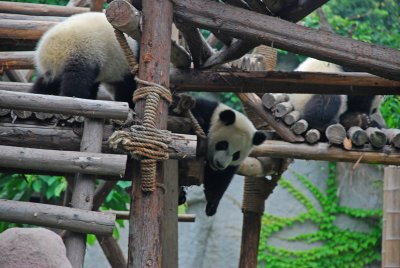 Pandas at play