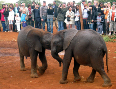 Nairobi nursery for elephants and rhinos