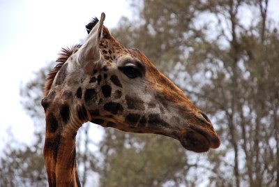 Giraffe from Giraffe Manor - Nairobi - Kenya